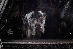 Psy zamknięte w samochodach - projekt Martina Usborne'a
